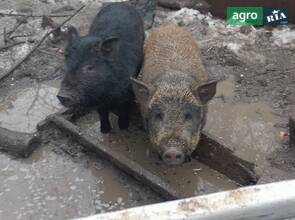  Свиньи породы кармал (возраст — 5 месяцев)