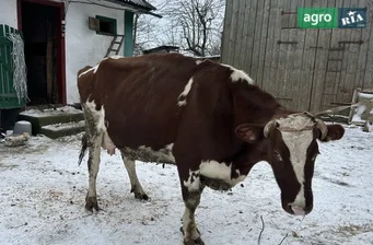 Продаж високопродуктивної корови з добовим удоєм до 20 літрів - фото
