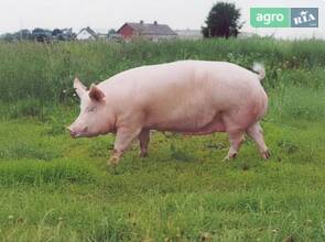  Свиньи, мясного направления, живым весом