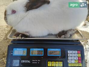 Кролики каліфорнія