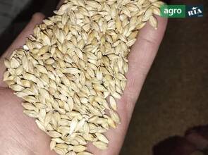 Ячмінь фуражний