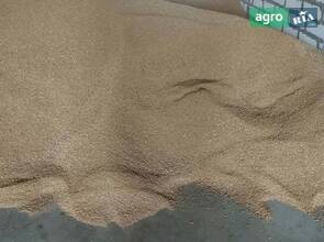 Пшениця зерно