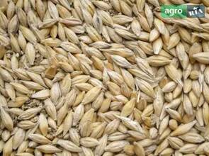 Ярий ячмінь Кріссі