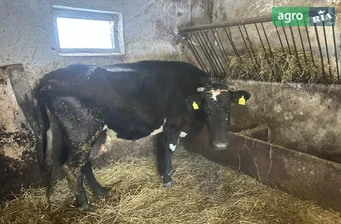 Високопродуктивна корова після 7-го отелу — 18 л солодкого молока - фото