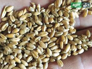 Яра пшениця