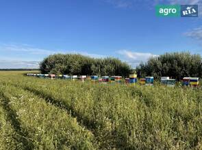 Бджолопакети Вулій Бджоли Мед