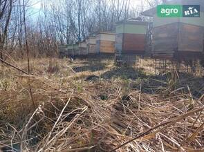 Бджолопакети і бджолосім'ї