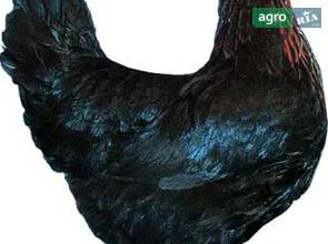Молоді курочки Чеський Домінант — продуктивні та доглянуті