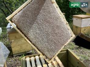 Бджолопакети,бджолосімї,бджоли, карніка