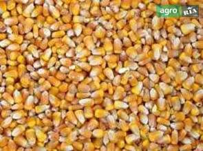 Кормова кукурудза