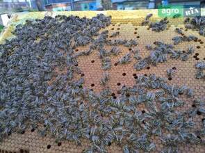 Бджолопакети Бакфаст F1