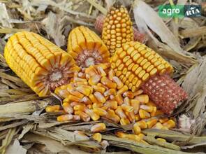 Суха кукурудза