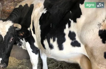 Спокійна корова Мілка на утримання — отел на 15 березня - фото
