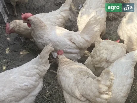 Кури несучки Ломан Сенд і Ломан Браун - фото