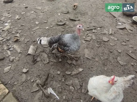 Індичка-квочка - фото