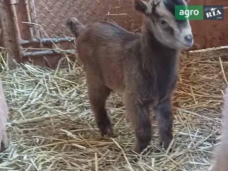 Козлики‑козенята Мурсіано‑Тюри - фото