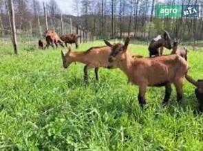 Кітні альпійські кози