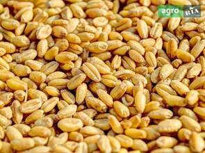 Пшениця 2 клас, урожай 2025