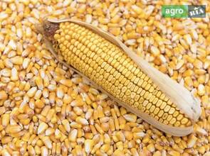 Суха кукурудза в мішках (50 кг)