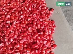 Посівна кукурудза Pioneer P8816 (ФАО 300)