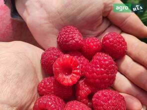 Саджанці малини ремонтантні