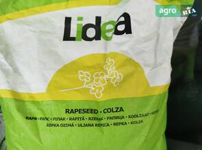 Насіння ріпаку