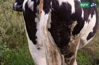 Корова глибокотільна (4-й отел) - фото