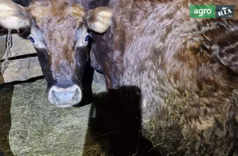  Тільна телИчка (75% Джерсей) - фото