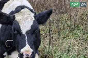 Телиця парувального віку (100% Голштин) - фото