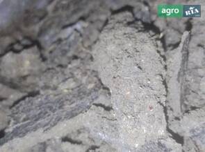 Жмых подсолнечный технический от производителя.