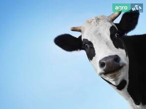 Гарна корова шукає нового господаря.