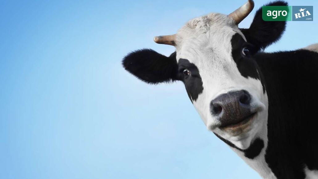 ВРХ    - фото 1