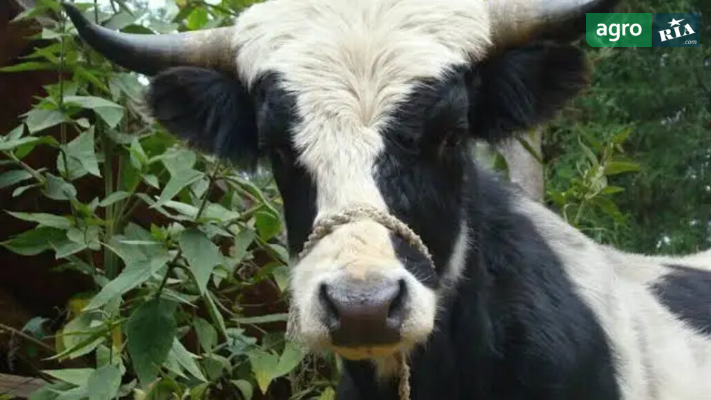 Корова    - фото 1