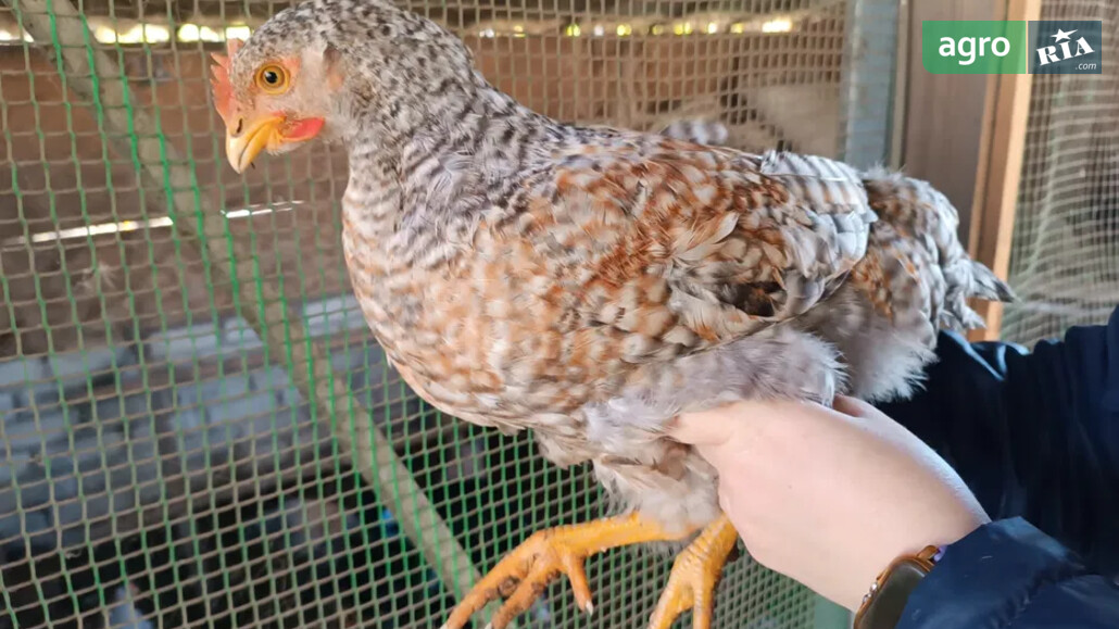 Кури    - фото 1