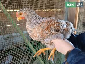 Півень породи Білефельдер