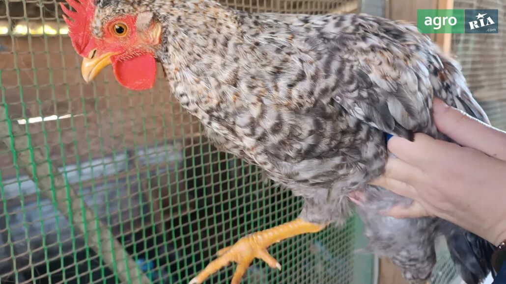 Кури    - фото 1