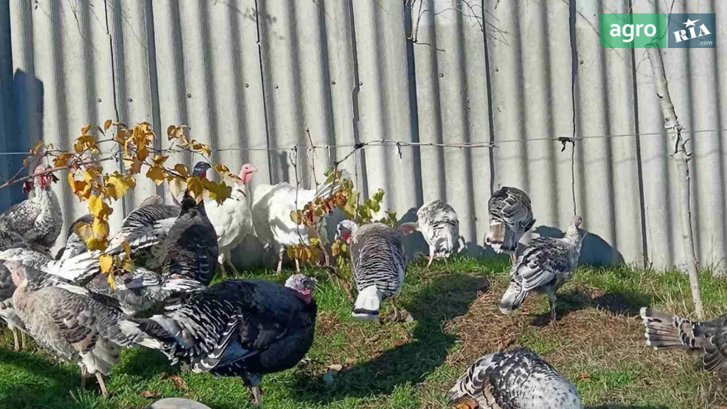 Індики    - фото 1