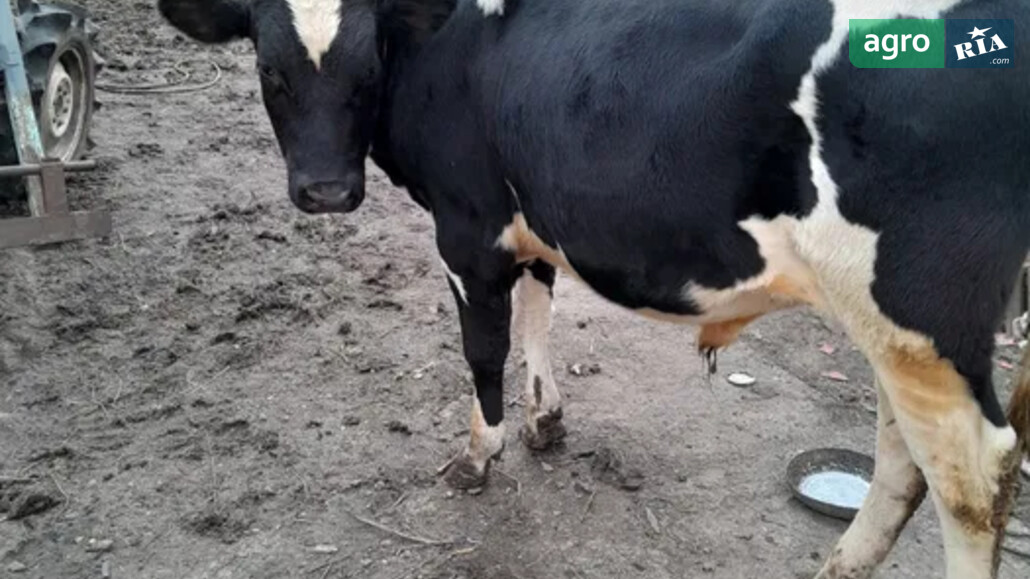 ВРХ    - фото 1