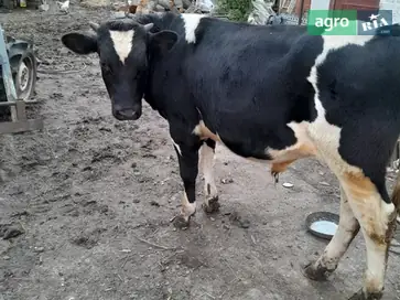 Теля 1 рік - фото