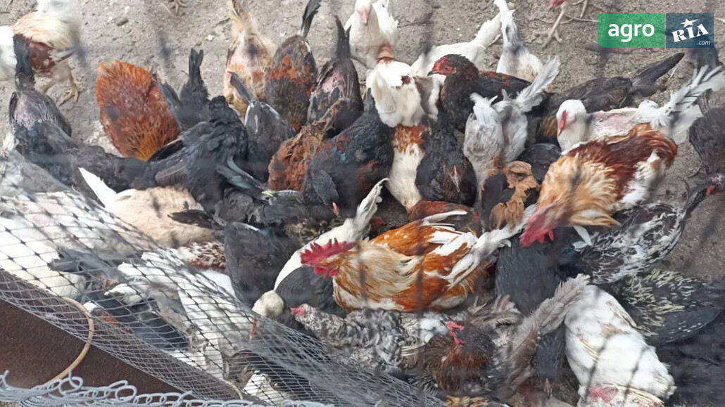 Курка    - фото 1