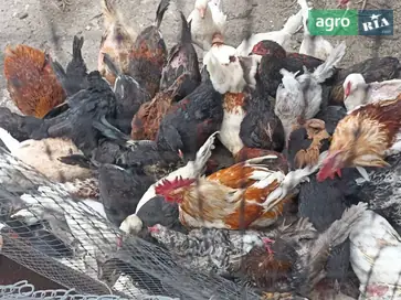  Куры-несушки 10 месяцев - фото