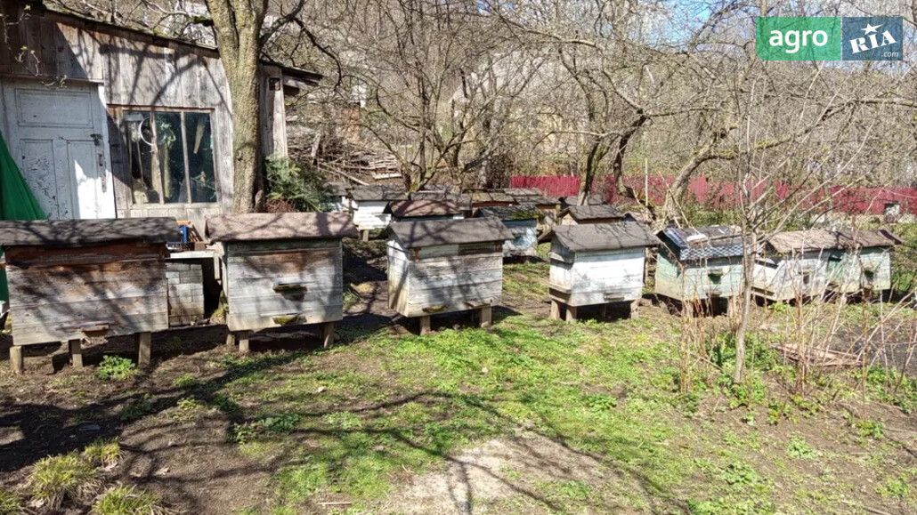 Бджолосім'я    - фото 1
