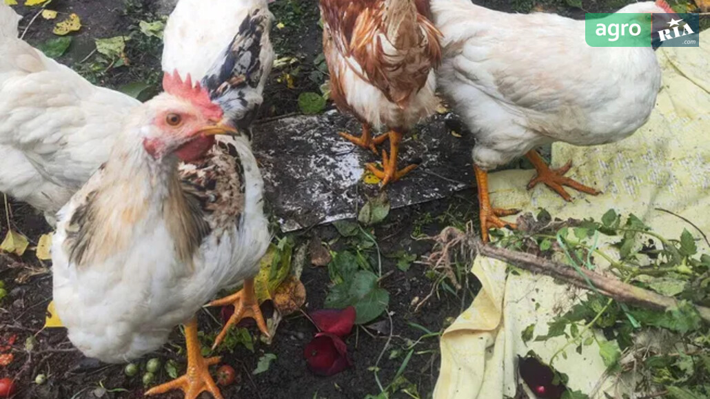 Кури    - фото 1