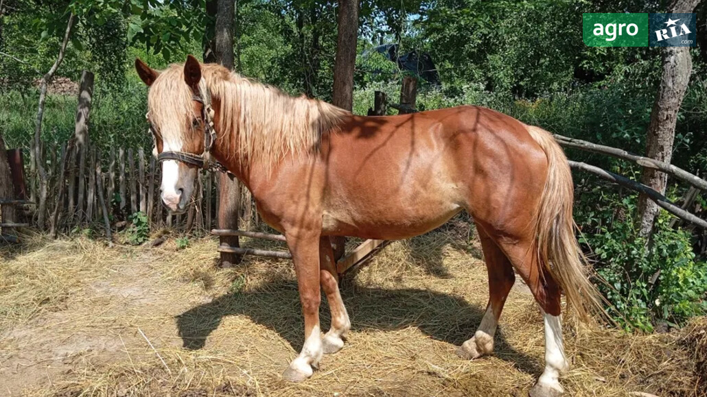 Кобила    - фото 1