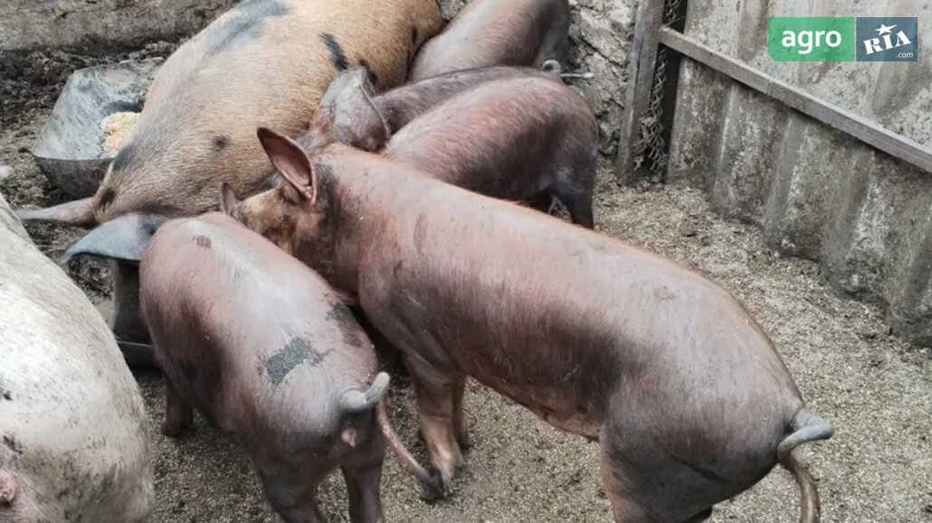 Порося    - фото 1