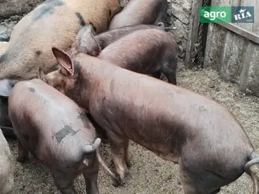  Поросята разного возраста - фото