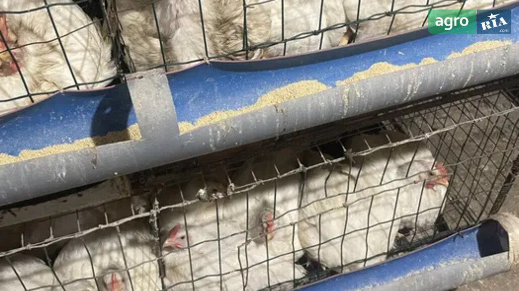 Курка    - фото 1