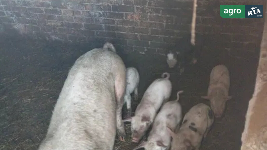 Порося    - фото 1