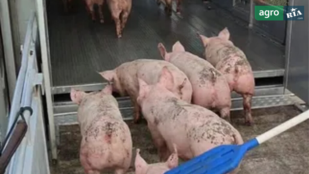 Порося    - фото 1