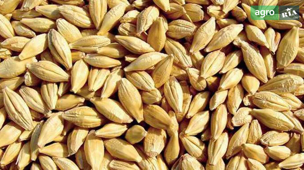 Ячмінь    - фото 1